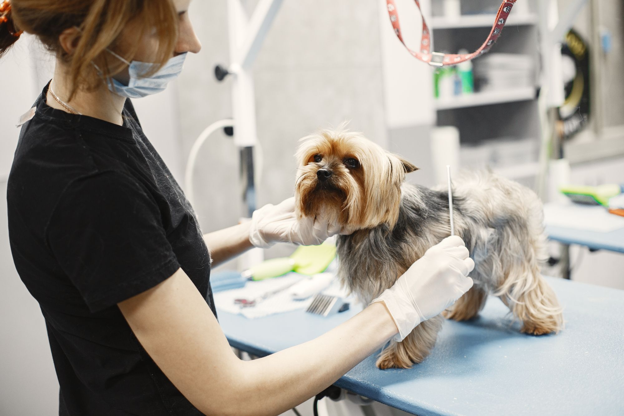 Dog in a calm home environment after cognitive enrichment